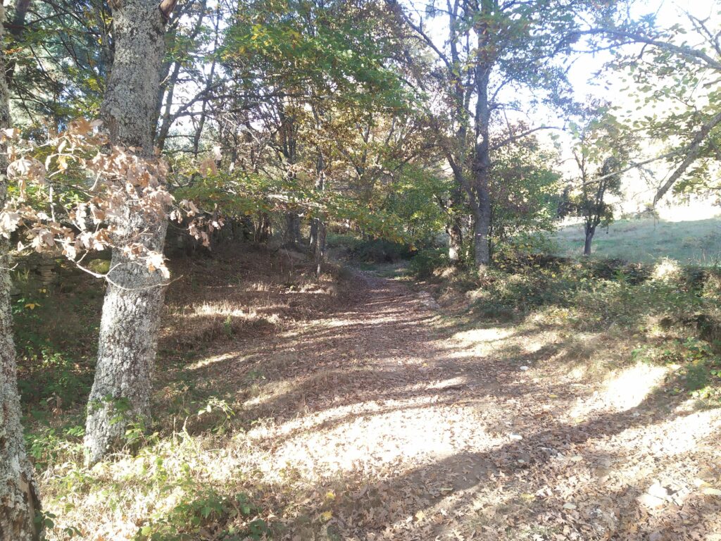 Caminaremos entre pinos